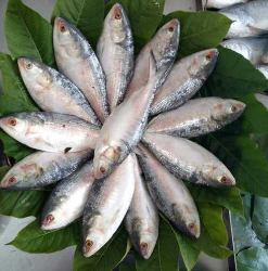 Ilish Fish